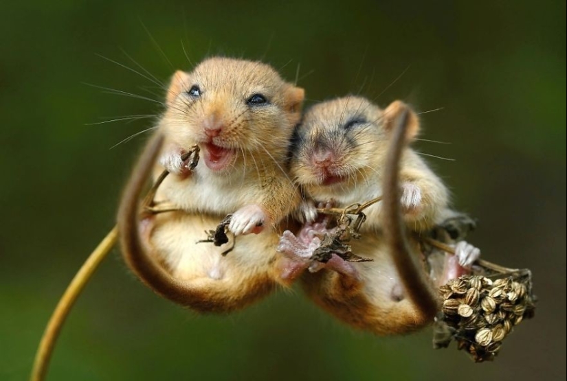 Very well animal lovers Very well animal lovers