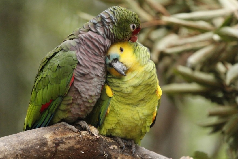 Very well animal lovers Very well animal lovers