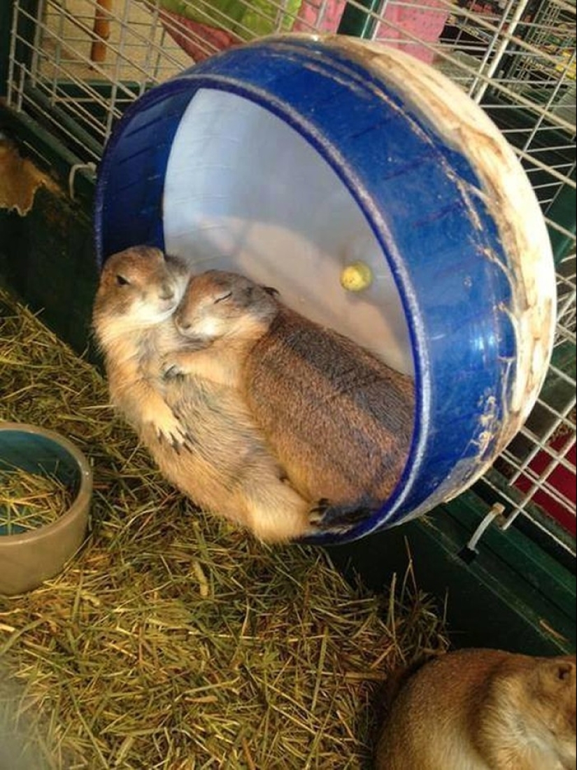 Very well animal lovers Very well animal lovers
