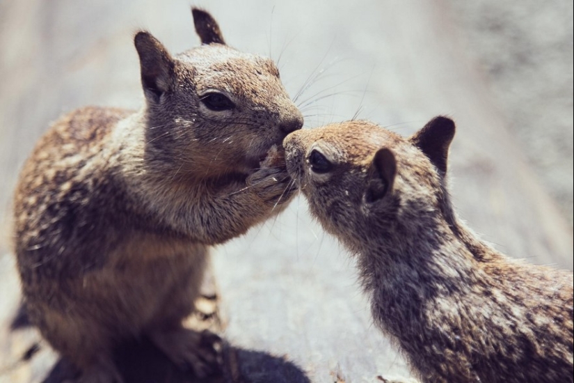 Very well animal lovers Very well animal lovers