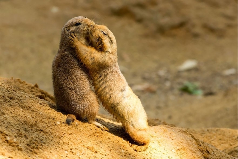 Very well animal lovers Very well animal lovers