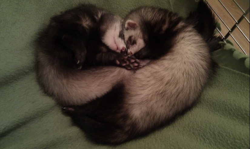 Very well animal lovers Very well animal lovers