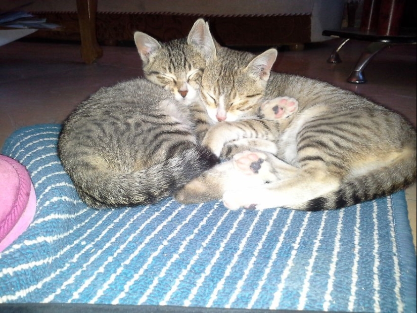 Very well animal lovers Very well animal lovers