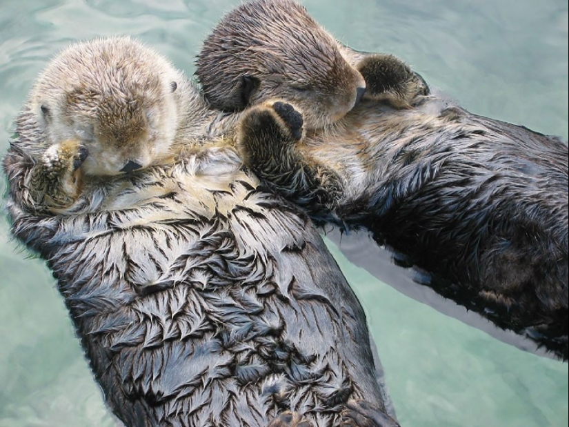 Very well animal lovers Very well animal lovers