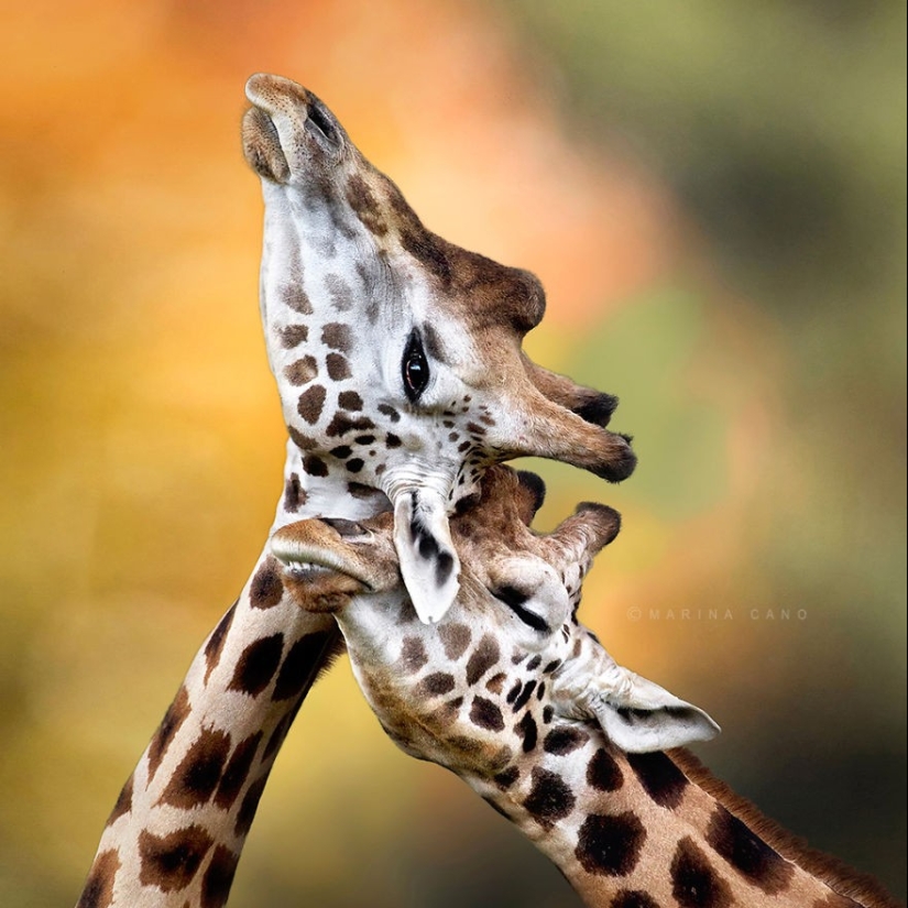 Very well animal lovers Very well animal lovers