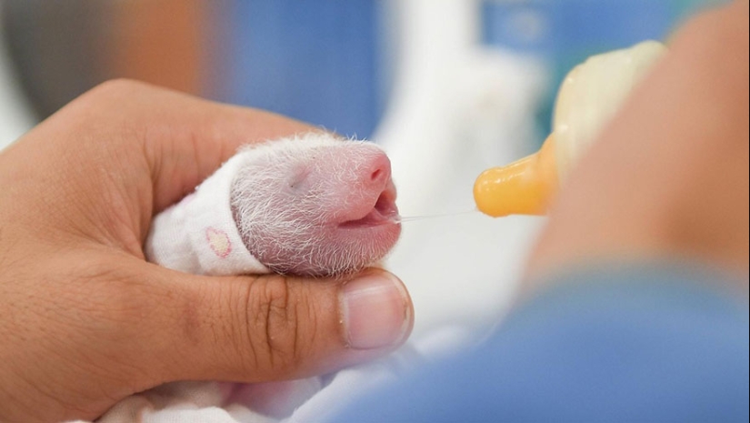 Vista conmovedora: pequeños osos panda lindos en cestas Vista conmovedora: pequeños osos panda lindos en cestas