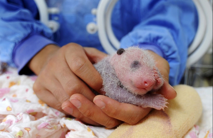 Vista conmovedora: pequeños osos panda lindos en cestas Vista conmovedora: pequeños osos panda lindos en cestas
