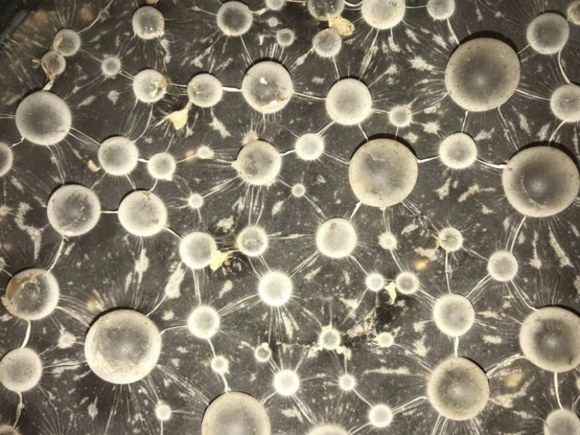 "VKontakte" hay una comunidad de estetas, los conocedores de molde