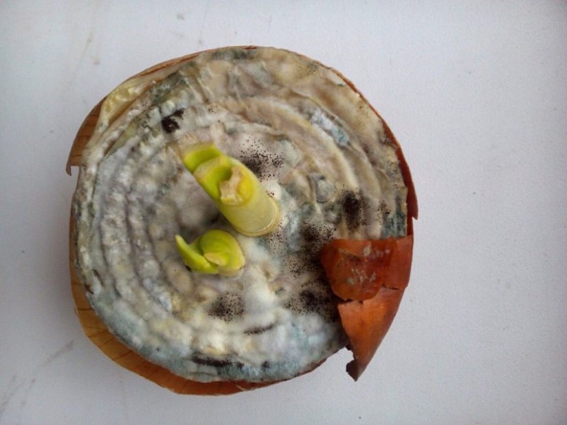 "VKontakte" hay una comunidad de estetas, los conocedores de molde