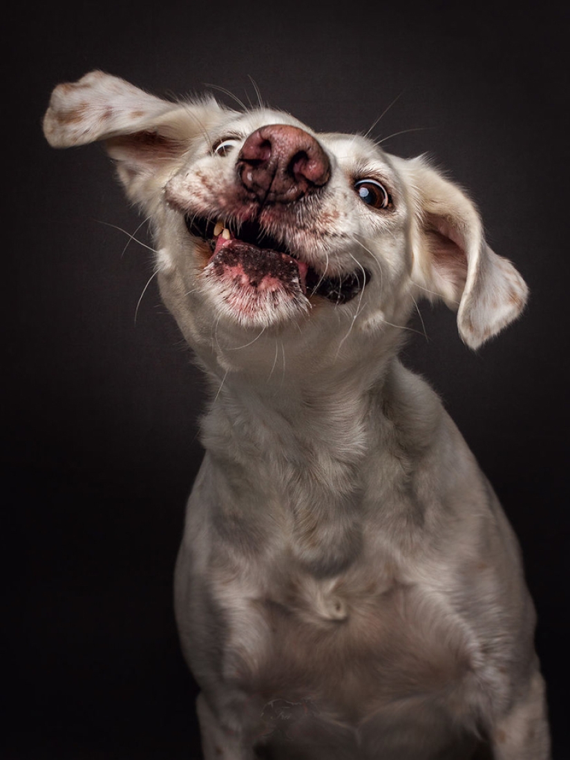 Want a yummy and not raskoryachishsya: funny dogs catch the food
