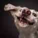 Want a yummy and not raskoryachishsya: funny dogs catch the food Want a yummy and not raskoryachishsya: funny dogs catch the food