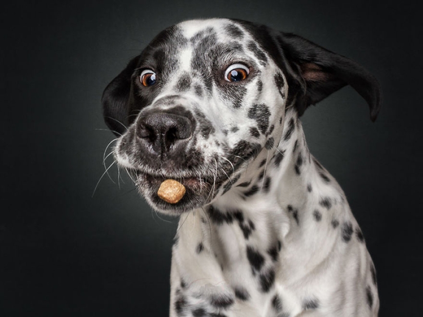 Want a yummy and not raskoryachishsya: funny dogs catch the food