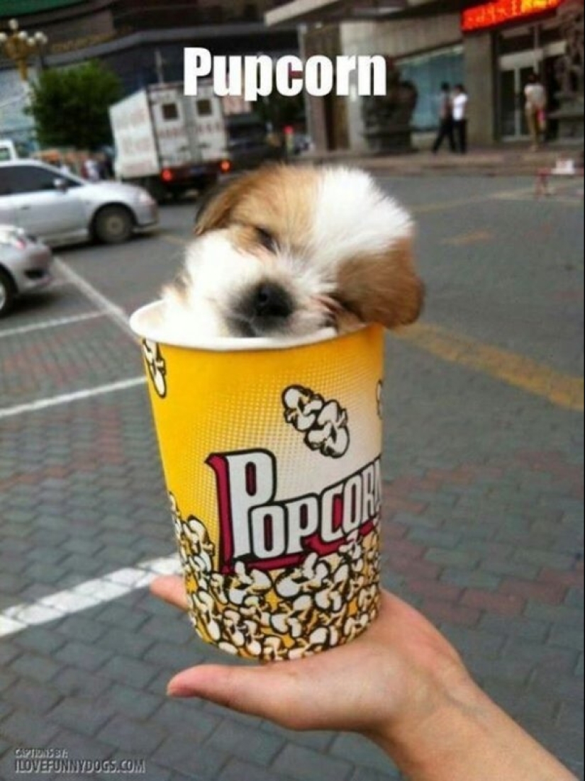 Want to laugh? Then be sure to take a look at these little darlings