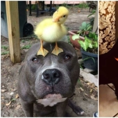 We are their whole life: 20 + photos with dogs that warm the soul We are their whole life: 20 + photos with dogs that warm the soul