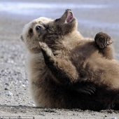 We learn to relax like bears