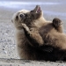 We learn to relax like bears We learn to relax like bears