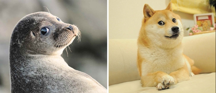 We then discovered that the seals really are... blennies!