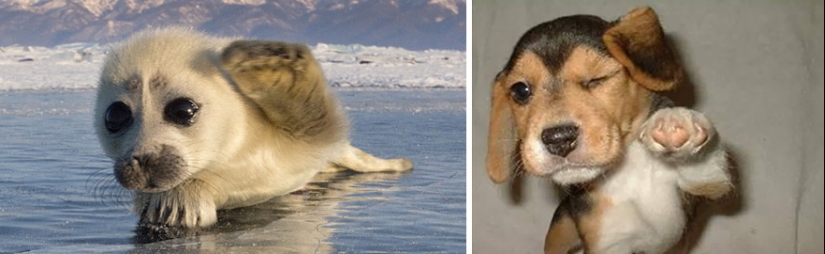We then discovered that the seals really are... blennies!