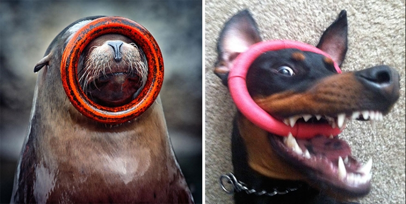 We then discovered that the seals really are... blennies!