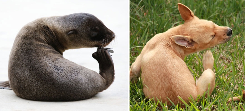 We then discovered that the seals really are... blennies!