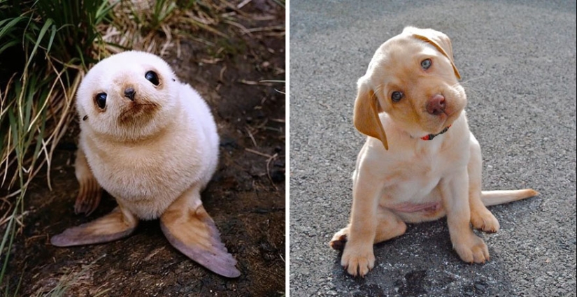 We then discovered that the seals really are... blennies!