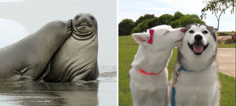 We then discovered that the seals really are... blennies!