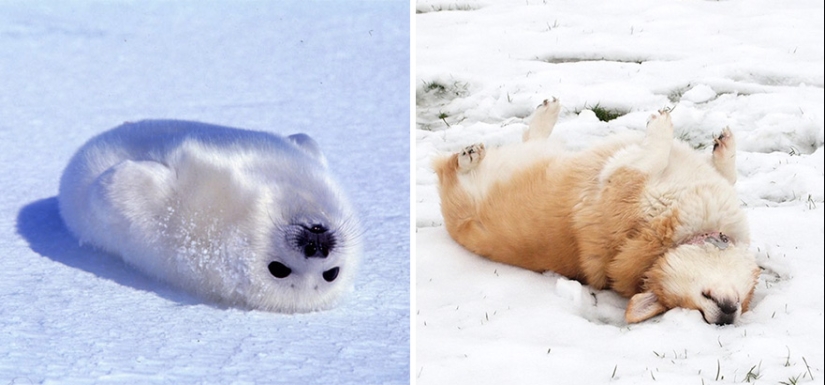 We then discovered that the seals really are... blennies!