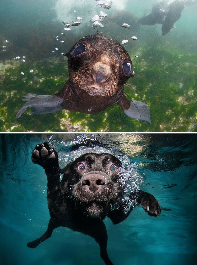 We then discovered that the seals really are... blennies!
