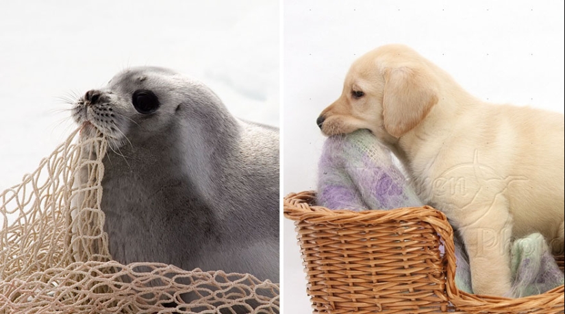 We then discovered that the seals really are... blennies!