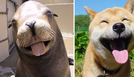 We then discovered that the seals really are... blennies!