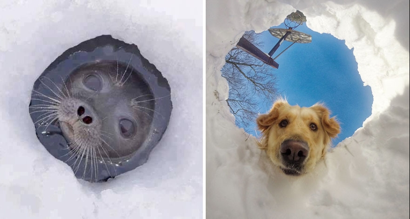 We then discovered that the seals really are... blennies!