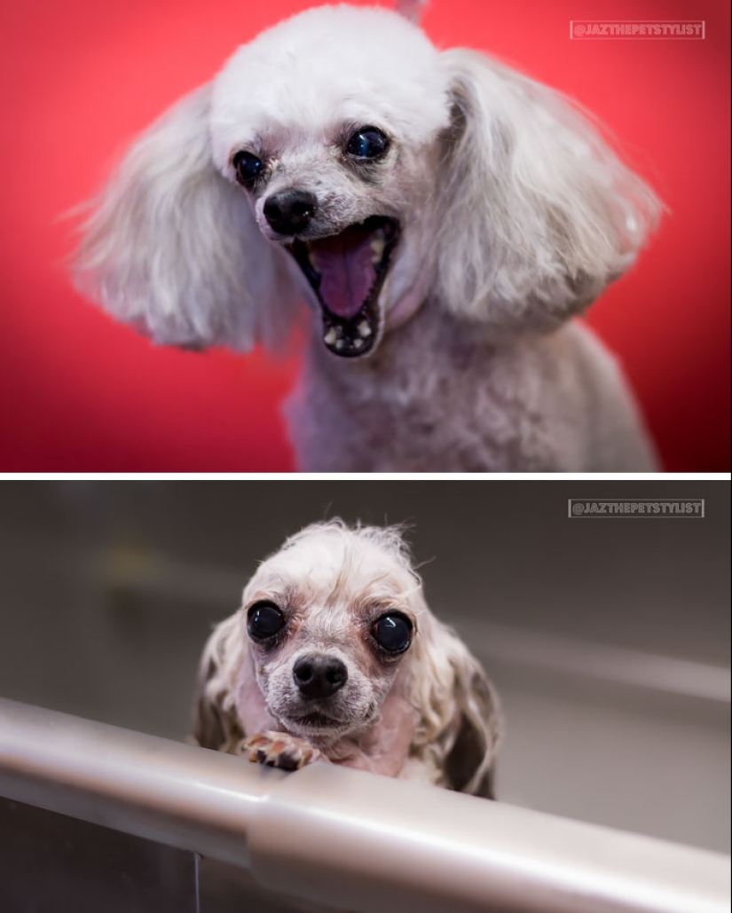 Wet Dog Post: Funny dogs before and after bathing