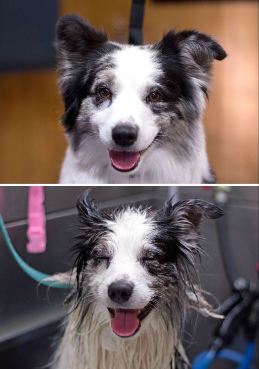 Wet Dog Post: Funny dogs before and after bathing