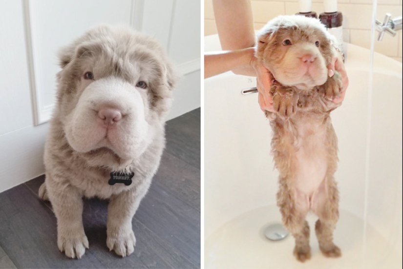 Wet Dog Post: Funny dogs before and after bathing