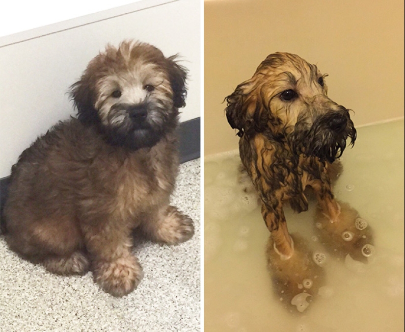 Wet Dog Post: Funny dogs before and after bathing