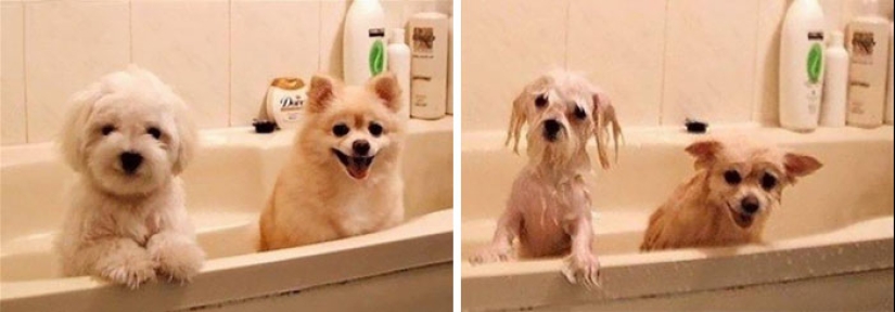 Wet Dog Post: Funny dogs before and after bathing