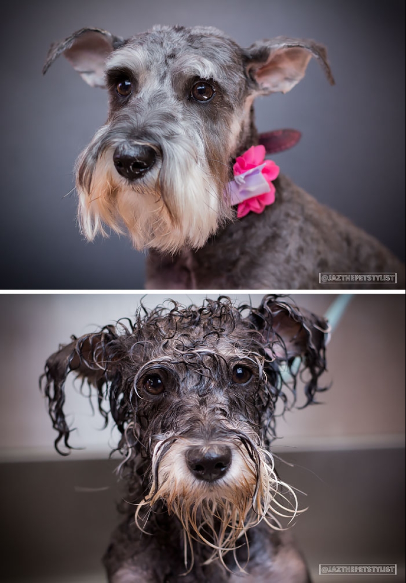 Wet Dog Post: Funny dogs before and after bathing
