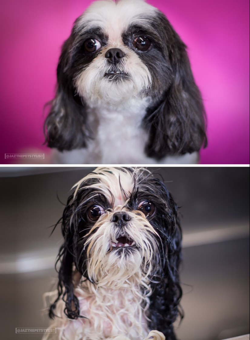 Wet Dog Post: Funny dogs before and after bathing