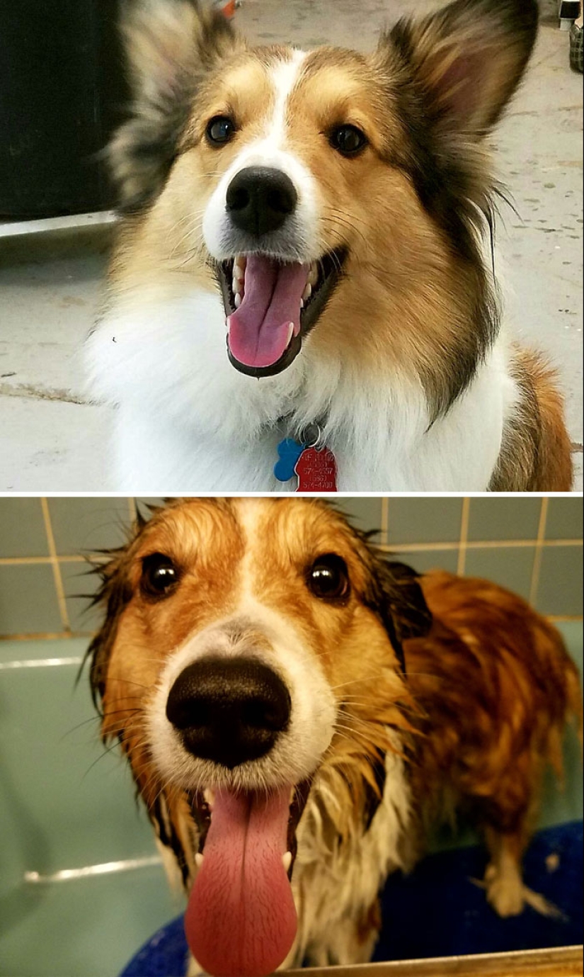 Wet Dog Post: Funny dogs before and after bathing