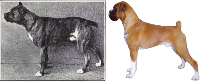 What 100 years of" improvement " of pedigreed dogs have led to