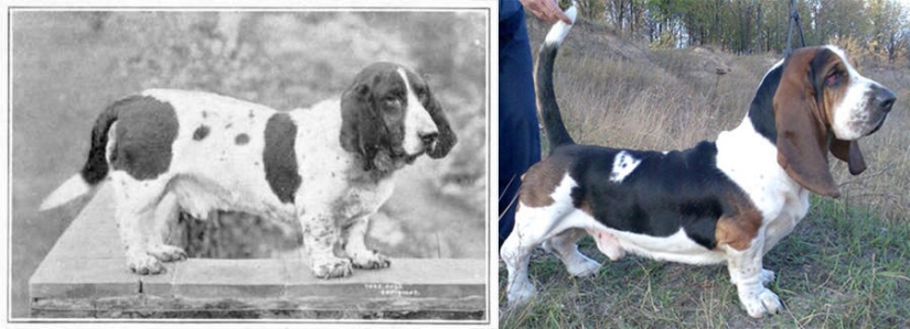 What 100 years of" improvement " of pedigreed dogs have led to