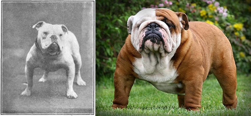 What 100 years of" improvement " of pedigreed dogs have led to