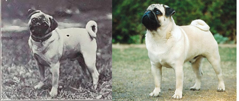What 100 years of" improvement " of pedigreed dogs have led to