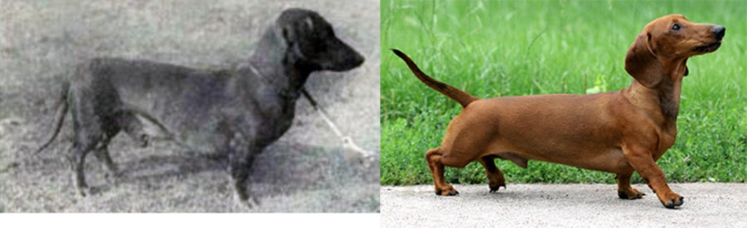 What 100 years of" improvement " of pedigreed dogs have led to