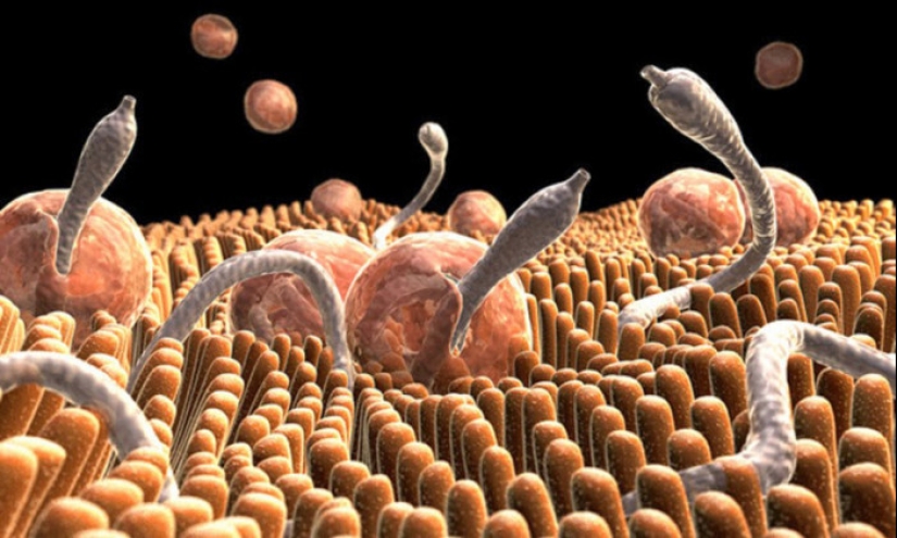 What a rest! Dangerous diseases you can catch abroad