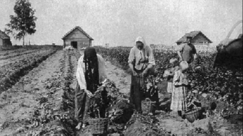 What did the Russians grow in the garden before the appearance of potatoes