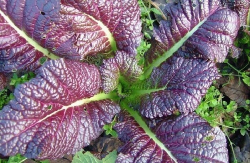 What did the Russians grow in the garden before the appearance of potatoes