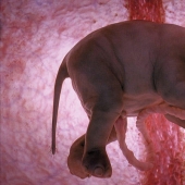What do animals look like in the womb What do animals look like in the womb