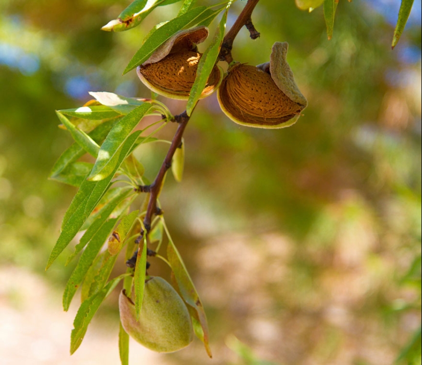 What do popular products look like before harvest