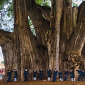 What does the Thule tree look like, an ancient cypress in Mexico with the world's thickest trunk What does the Thule tree look like, an ancient cypress in Mexico with the world's thickest trunk